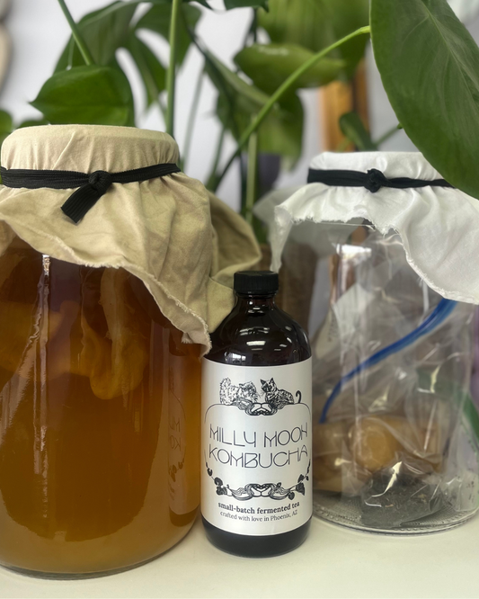 Kombucha Starter and SCOBY
